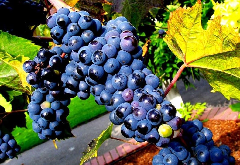 Balsam do mycia z winogronami i aloesem w domu